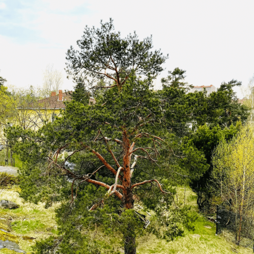 Surrounded by trees