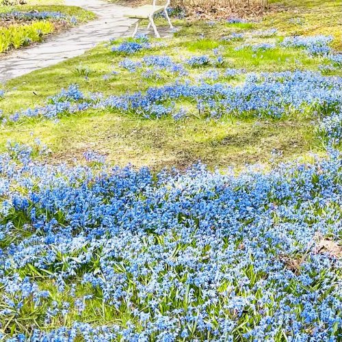 Blue bells